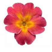 primrose