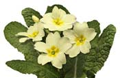 primula-yellow