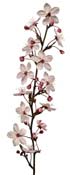 prunus-branch