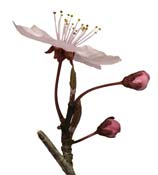 prunus-flower