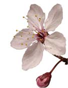 prunus-flower
