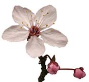 prunus-flower