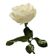rose-white