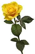 rose yellow