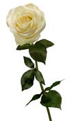 roses-white