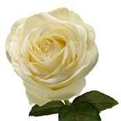 ses-white-closeup