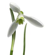 snowdrop