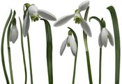 snowdrops