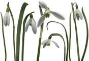 snowdrops
