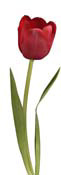 tulip red