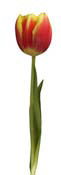 tulip-yellow-red