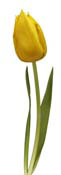 tulip-yellow