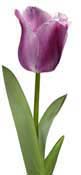 tulipe-pink