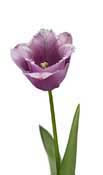 tulip pink
