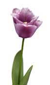 tulipe-pink