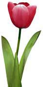 tulip