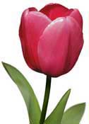 tulipe-red