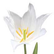 tulipe-white