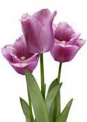 tulips-pink