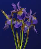 iris