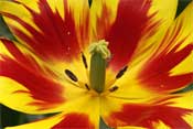 tulip
