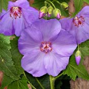 abutilon-vitofolium