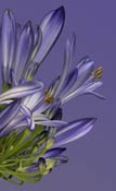 agapanthus