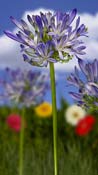 agapanthus
