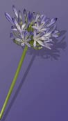 agapanthus
