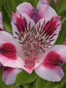 alstromeria