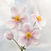 anemone-japanese