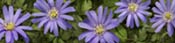 anemone