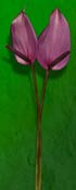anthurium