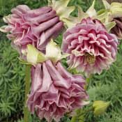 aquilegia