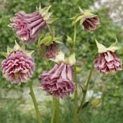 aquilegia-Tower-Light