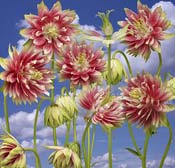 Aquilegia