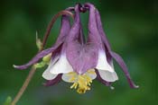 aquilegia olympia
