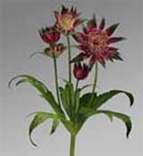 astrantia