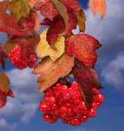 guelder rose viburnum