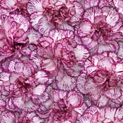 carnation