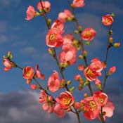 chaenomeles