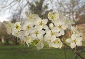 cherry-tree-branch