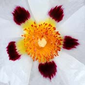 cistus