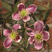 clematis-montana