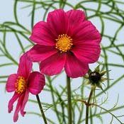 cosmos
