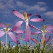 crocuses