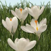 crocus white