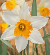 crocus-yellow