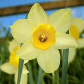 daffodil