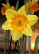daffodil